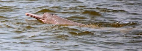 Bolivian Amazon Pink River Dolphin Ruta Verde Tours