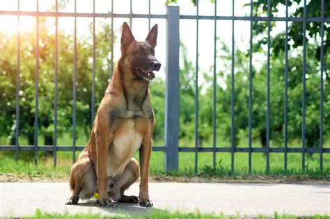 How Much Is A Trained Belgian Malinois