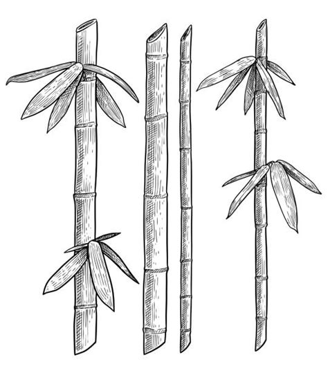 Bambou Dessin Vectoriels Et Illustrations Libres De Droits Istock