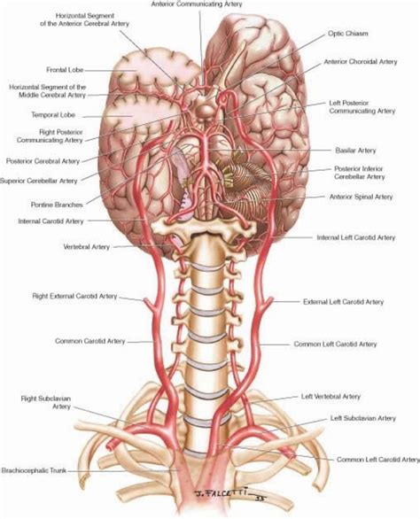 The internal carotid arteries do not supply any structures in the neck, entering the cranial cavity via the the neck is supplied by arteries other than the carotids. My Husband's Carotid Artery Dissection: A Ticking Time ...