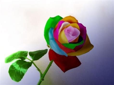 Rose Multicolore