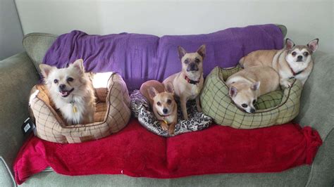 Dogs Trust Canterbury Appeals To Rehome Seven Chihuahuas Named After