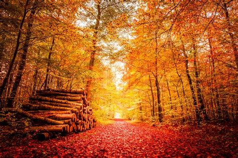 Beautiful Autumn Landscape In Warm Stock Image Colourbox