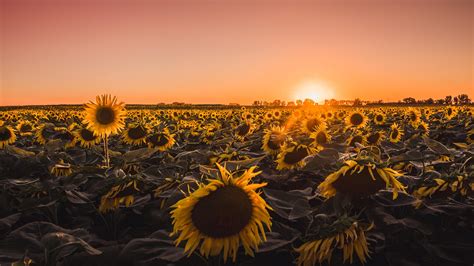 2560x1440 Sunflowers Farm Golden Hour 5k 1440p Resolution Hd 4k