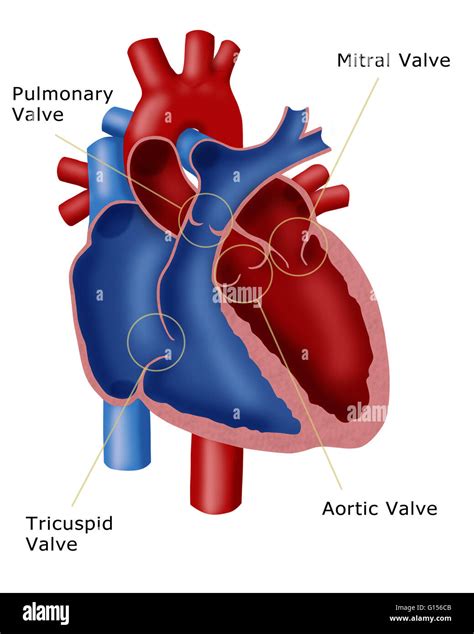 Illustration Of A Heart Showing The Four Valves Pulmonary Valve