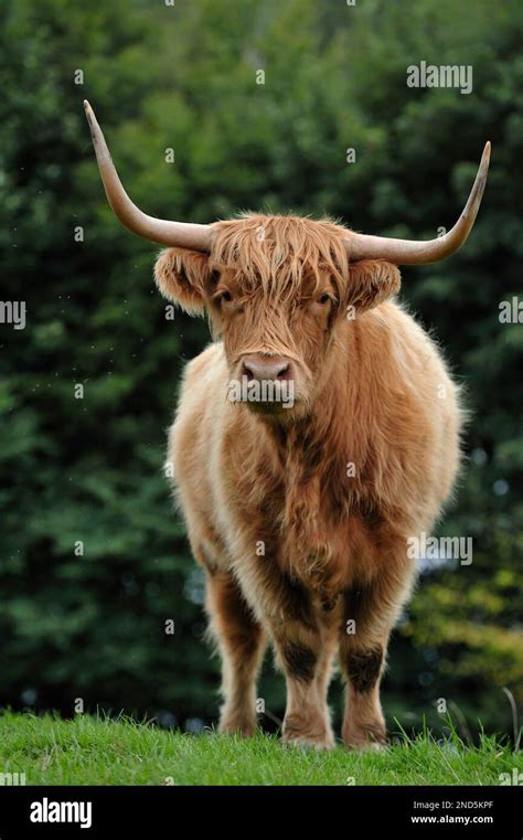 One Female Highland Cow Hi Res Stock Photography And Images Alamy