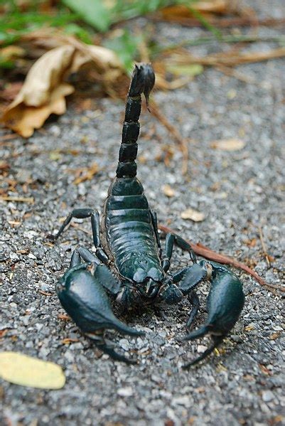 Fileasian Forest Scorpion In Khao Yai National Park Wikimedia