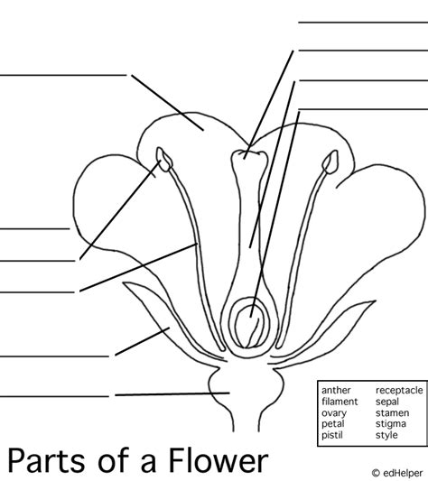 The main flower parts are the male part called the stamen and the female part called the pistil. Parts of a flower-fill in the blank printable. | Parts of ...