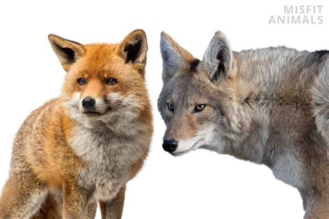 Fox Vs Coyote Key Differences Explained Misfit Animals