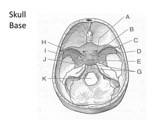 Skull Base Diagram Quizlet