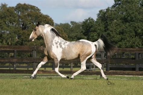 Gorgeous Dappled Buckskin Paint Rare Horses Horses Beautiful Horses
