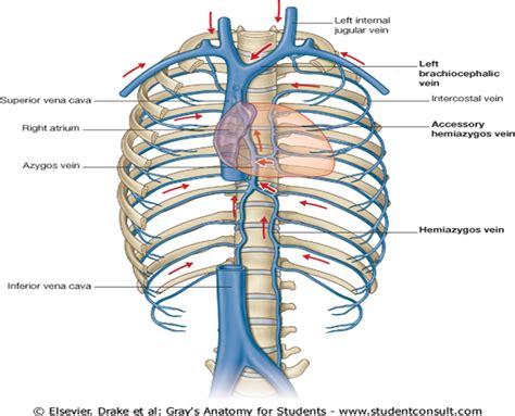 Anatomy Thorax Medical Quick Review Of Basics Arteries Anatomy