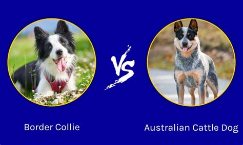 Border Collie Vs Australian Cattle Dog What Are The Differences
