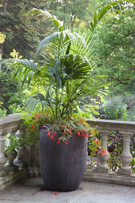 More images for best soil for palm trees in pots » #garden #containers http://www.pinterest.com ...