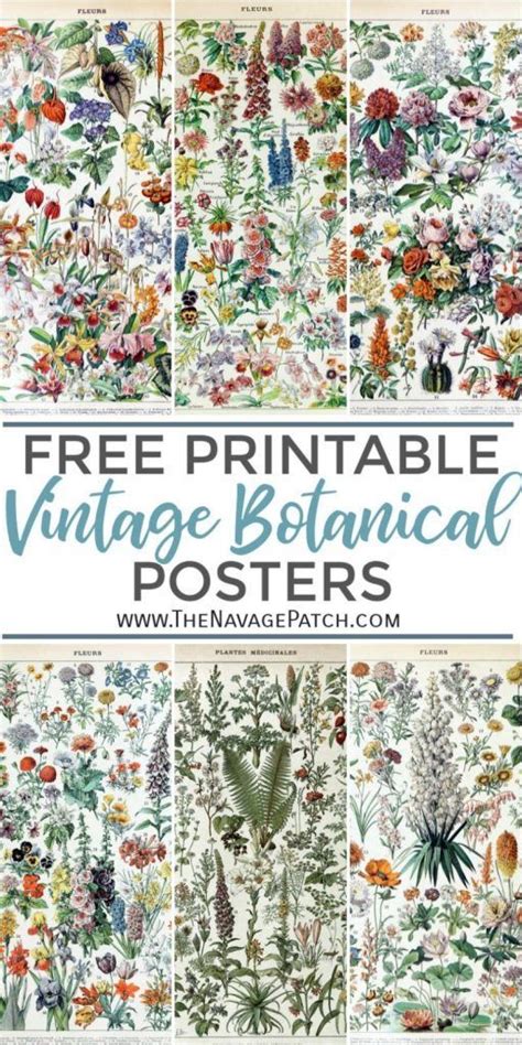 Prints Botanical Print Download Vintage Botanical 541 Vintage