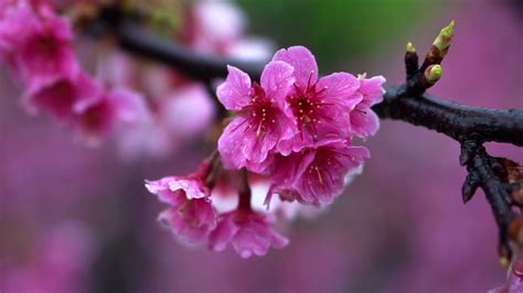 Cherry Blossom Flowers Japanese Sakura Trees Stock Footage Sbv