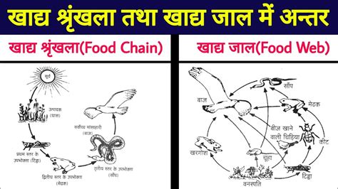 खाद्य श्रृंखला तथा खाद्य जाल में अन्तर Differences Between Food Chain