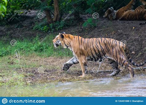 Royal Bengal Tiger Walking Stalking Stock Photo Image Of Tigris