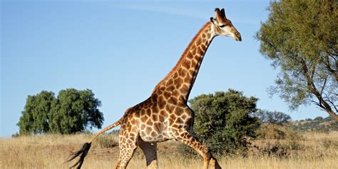 Heres The Anatomical Secret That Lets Giraffes Spindly Legs Support All That Weight Huffpost