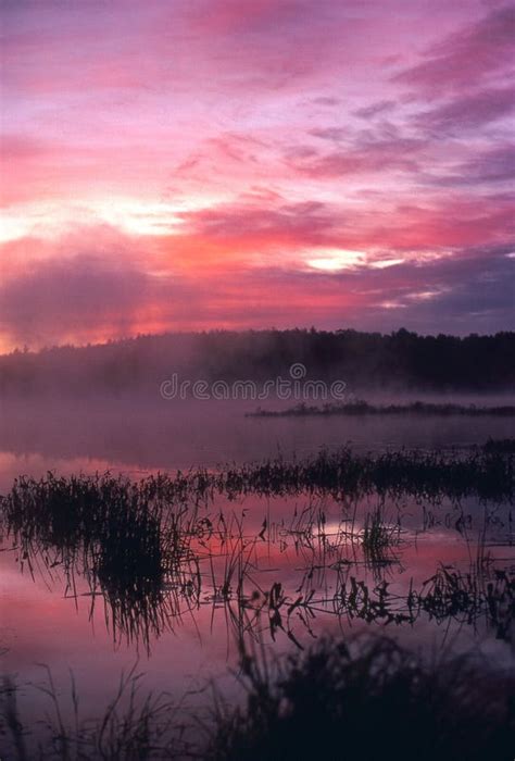 Foggy Sunrise At The Pond Stock Image Image Of Water 11828991