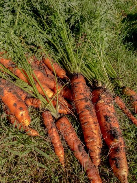 24 Different Types Of Carrots Hint Theyre Not Just Orange