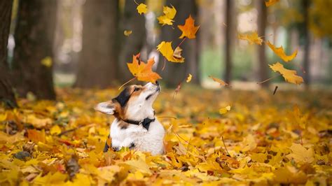 20 Animals In Autumn Wallpapers Wallpaperboat