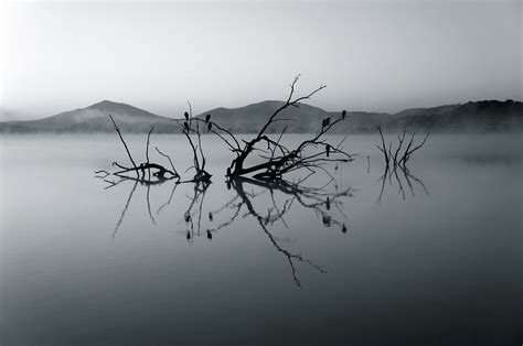 Banco De Imagens Panorama árvore Agua Natureza Ramo Neve Inverno Preto E Branco Névoa