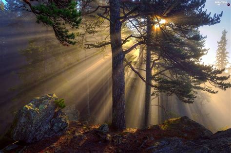 Stone Morning Sunrise Forest Fog Trees Viewes