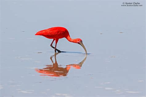 An Amazing Bird I Found In Trinidad And Tobago Bored Panda