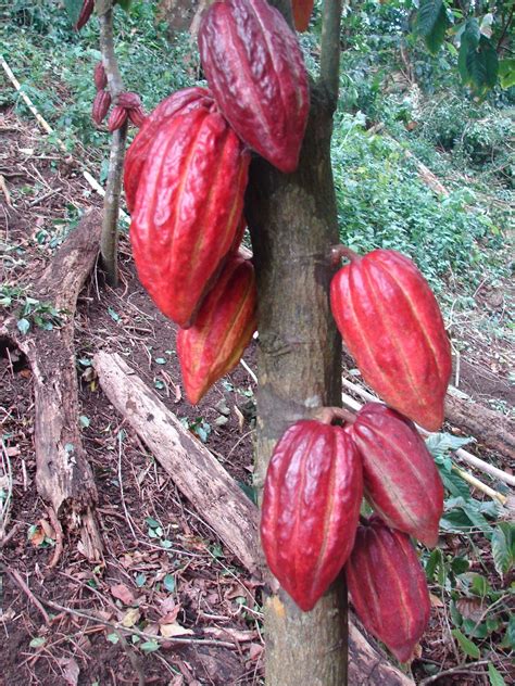 Polynesian Produce Stand Chocolate Tree ~fruit Of Gods~ Theobroma