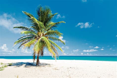 Barbados Barbados Holidays Beach Wall