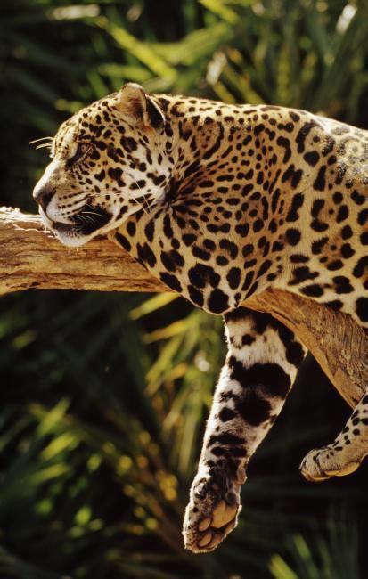 Jaguars Wwf
