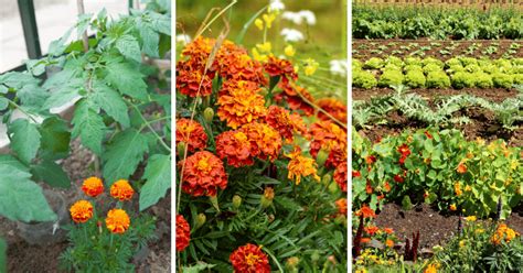 10 Reasons Why Marigolds Are The Best Flowers In Your Garden