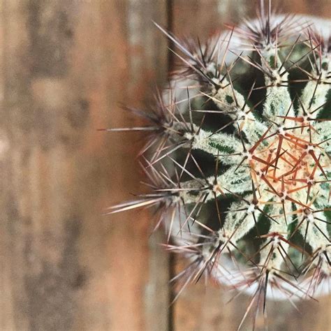 9 Most Rare Cacti That Are Hard To Find Succulent City Plants