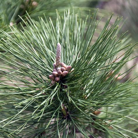 Where To Place Chinese Red Pine In Feng Shui Characteristics