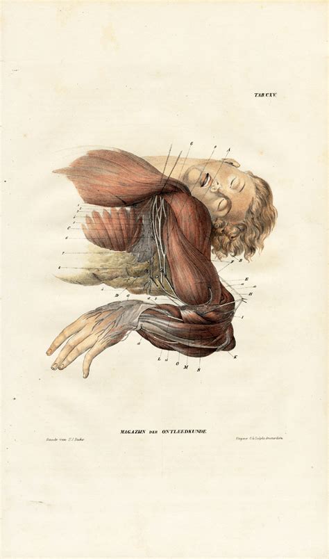 Antique Anatomy Print Neurology Nerve Plexus Armpit Axilla Richter 1839