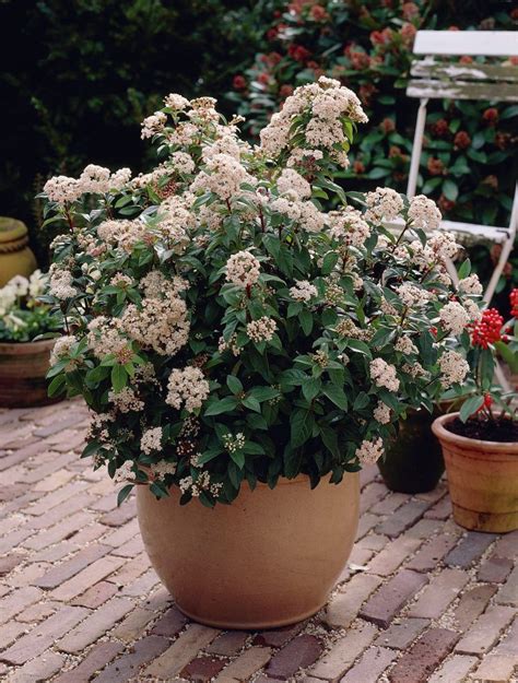 Evergreen trees retain their leaves throughout the year, making them useful for screening and as an ornamental feature in the garden. Viburnum Tinus. Tall shrub, although shorter in pot ...