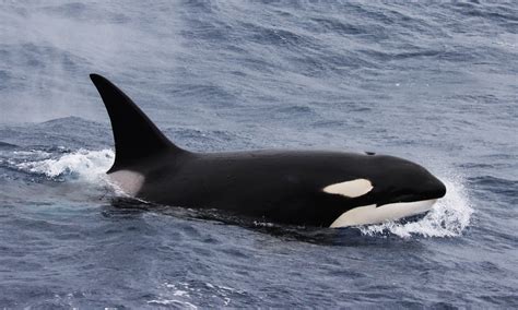 Orca Killer Whales Fun Facts Naturaliste Charters