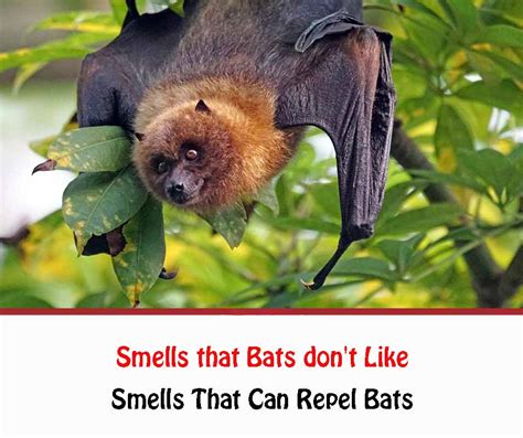 Smells That Bats Dont Like