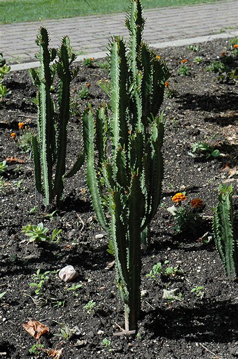 Good Luck Cactus Euphorbia Trigona In Lafayette Louisiana La At