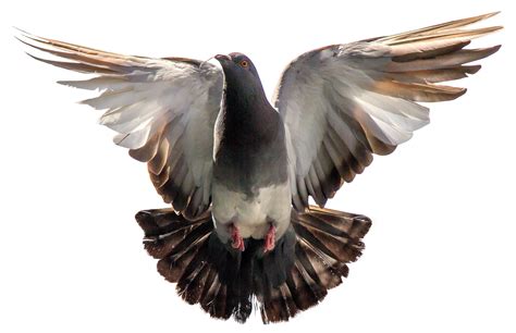Pigeon Bird Flying