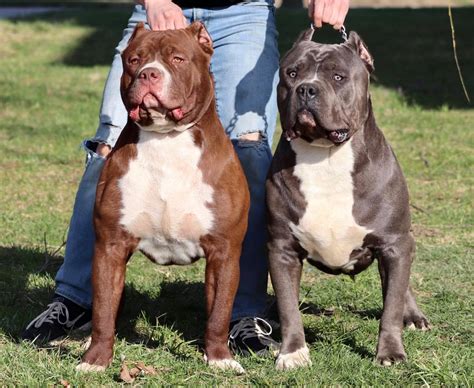 XL XXL American Bullies In Ohio XL American Bully Breeders In NW Ohio