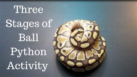 The Three Stages Of Ball Python Activity Benjamins Exotics Youtube