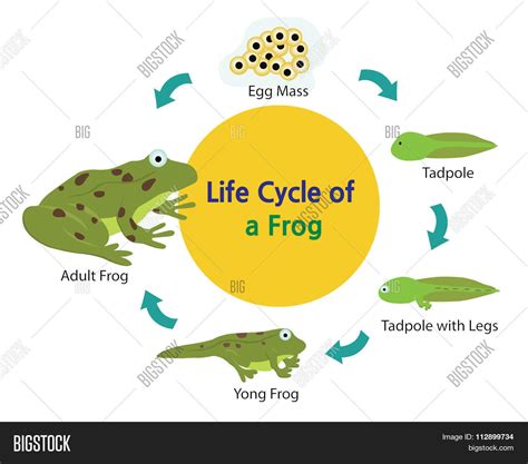 Life Cycle Of Frog Stock Vector Illustration Of Anima
