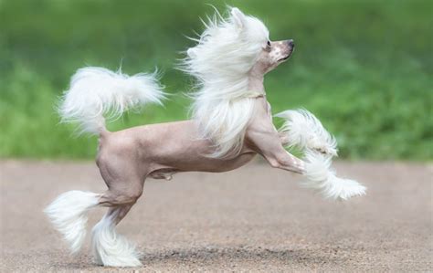 Chinese Crested Breed Profile Your Dog
