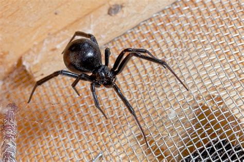 Img4973 Black Widow Spider Female Latrodectus Mactans Joseph
