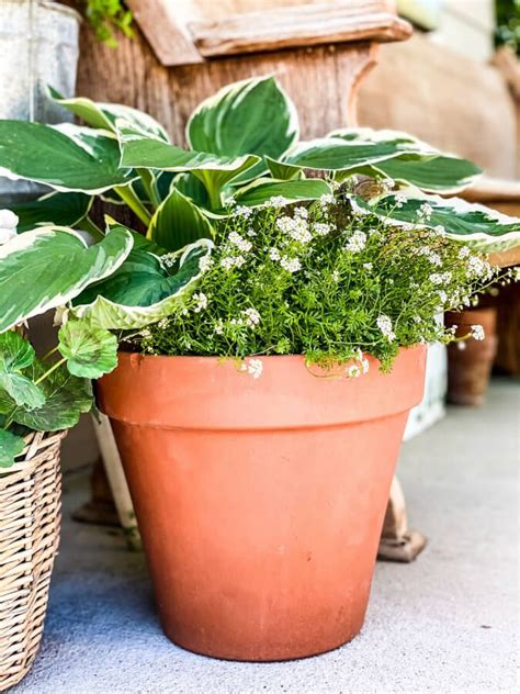 Tips And Tricks For Planting Hostas In Pots Plants Hostas Hosta Plants