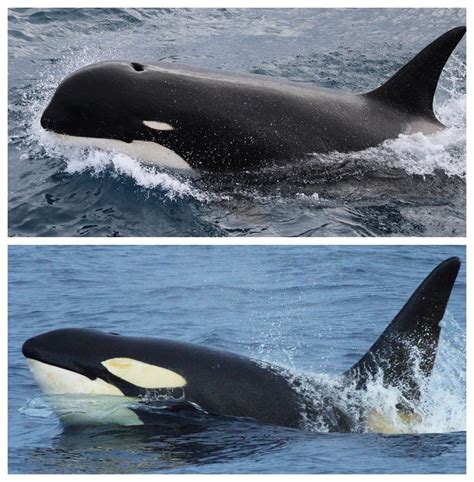 Scientists Discover Different Kind Of Killer Whale Off