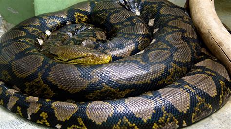 Snake Circle Reptile Anaconda Animals Hd Wallpaper