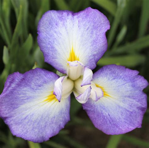 Japanese Iris Mix Mixed Iris Ensata Easy To Grow Bulbs